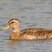 Mallard